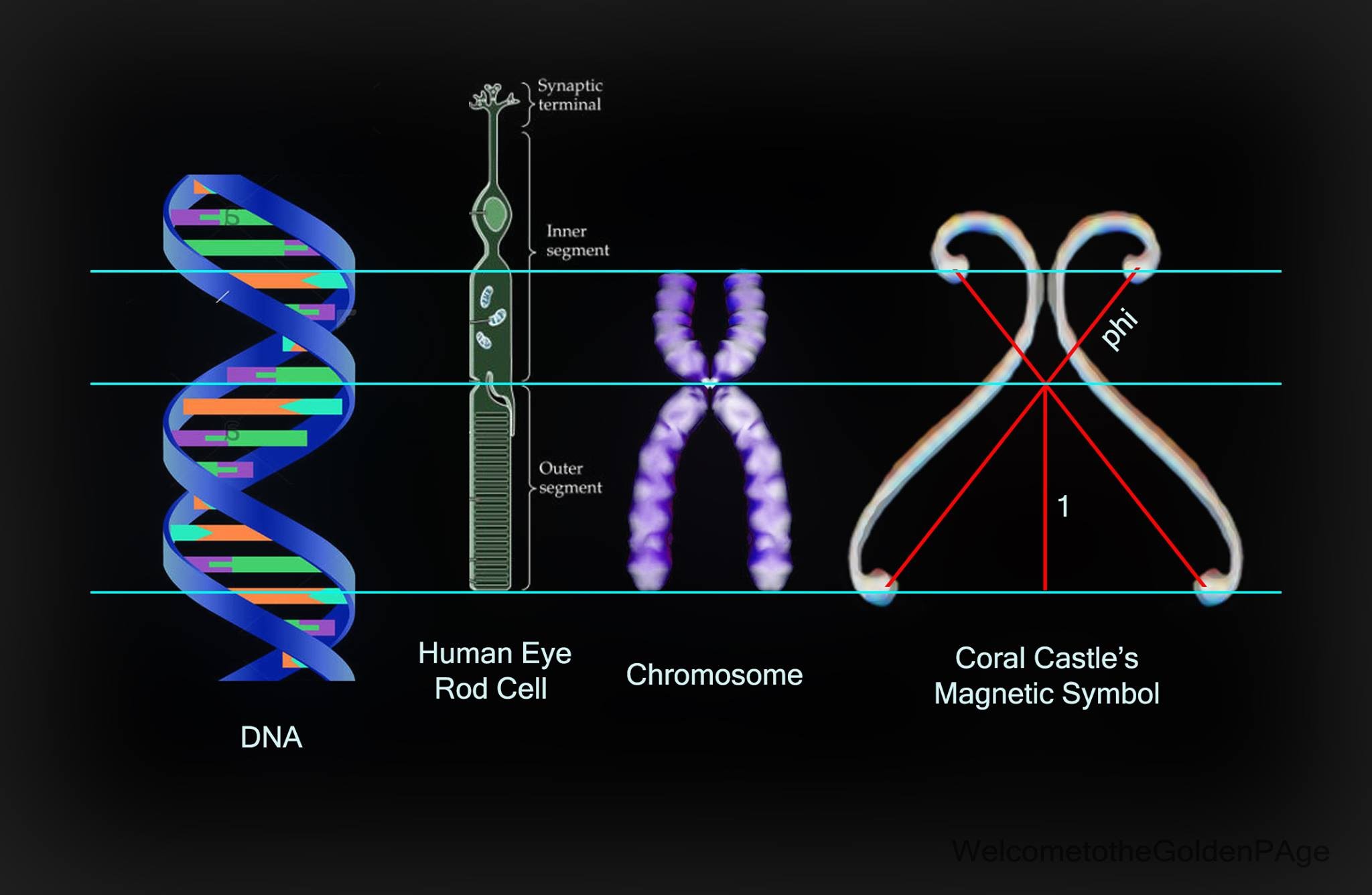 The golden ratio found in DNA, the human eye's rod cell, a chromosome, and Coral Castle's magnetic symbol